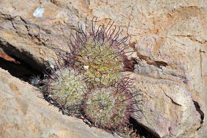 Graham's Nipple Cactus is a desert survivor found in a variety of substrates including silty sandy gravelly or rocky soils. It is not uncommon to find this fishhook cactus growing out of cracks in large boulders. Mammillaria grahamii 